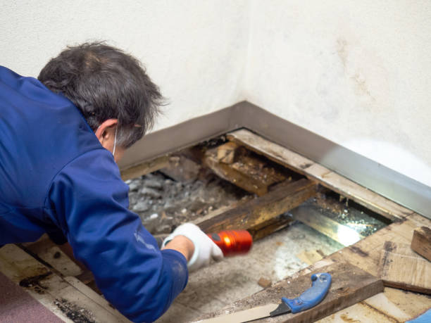 Best Commercial Mold Removal  in Whitesburg, KY