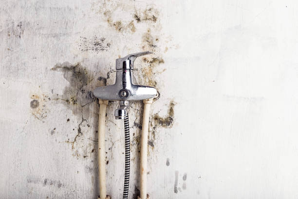 Best Mold Removal Near Me  in Whitesburg, KY