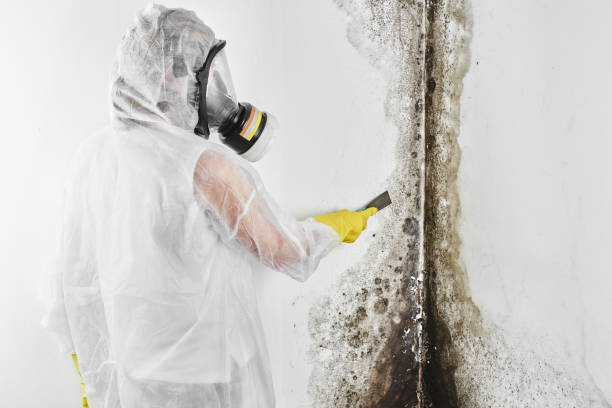 Best Mold Cleaning Services  in Whitesburg, KY