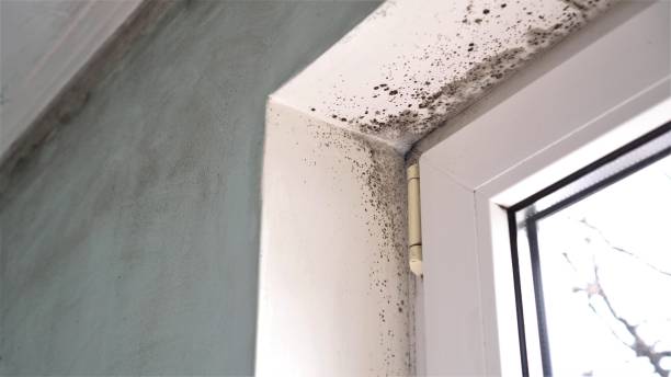 Best Same-Day Mold Removal  in Whitesburg, KY