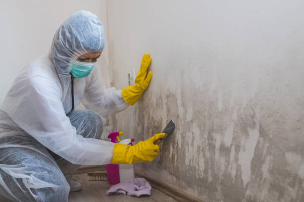 Best Attic Mold Removal  in Whitesburg, KY