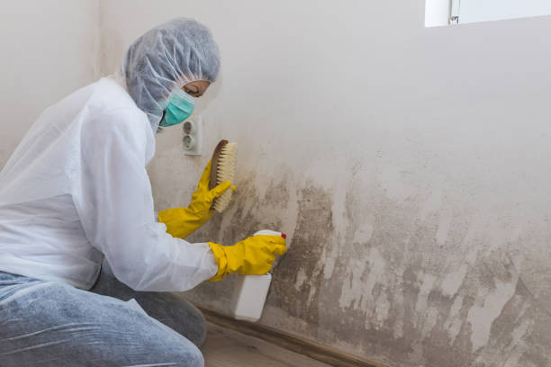 Best Crawl Space Mold Removal  in Whitesburg, KY