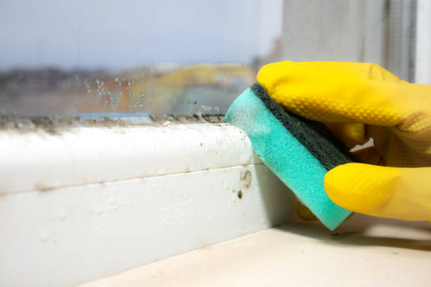 Reliable Whitesburg, KY Mold Removal Solutions