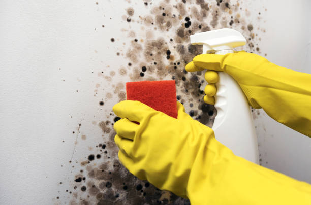 Best Crawl Space Mold Removal  in Whitesburg, KY