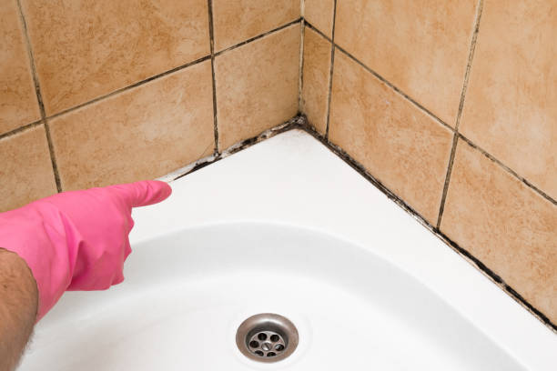 Crawl Space Mold Removal in Whitesburg, KY
